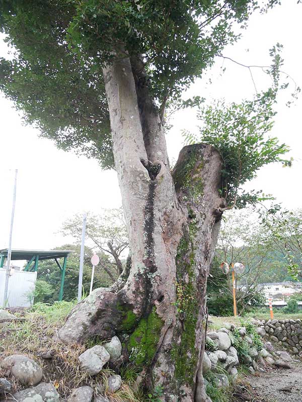 成福寺のイスノキ