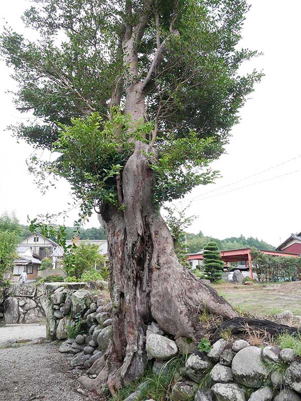 成福寺のイスノキ