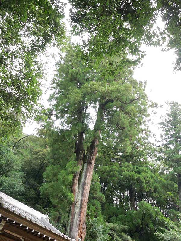 竹原神社のスギ