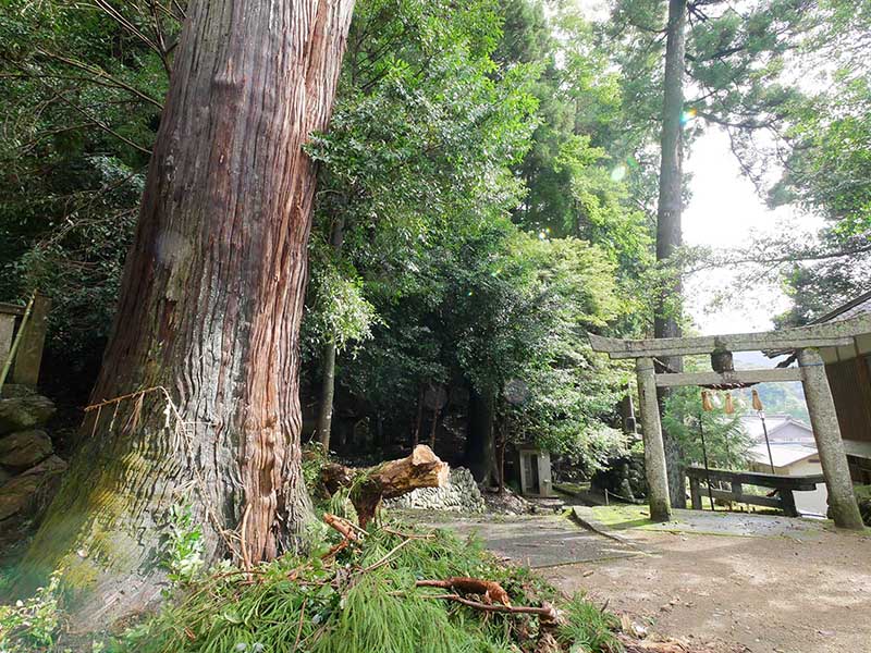 竹原神社のスギ