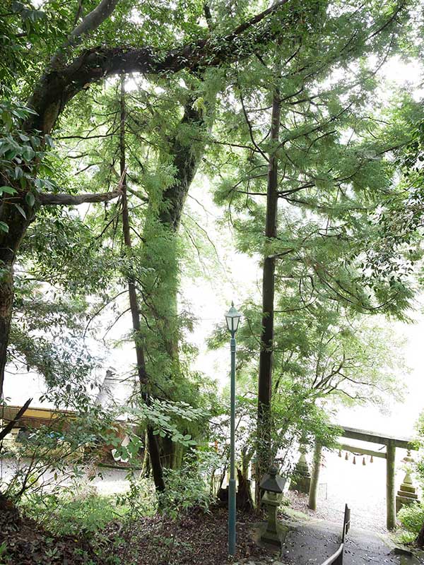 竹原神社のムクノキ