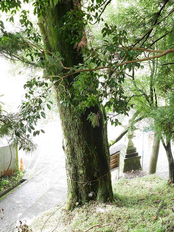 竹原神社のムクノキ