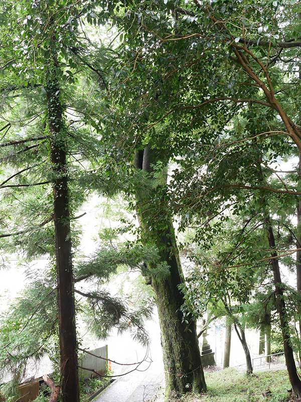 竹原神社のムクノキ