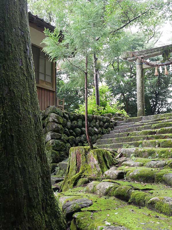 竹原神社のスギ