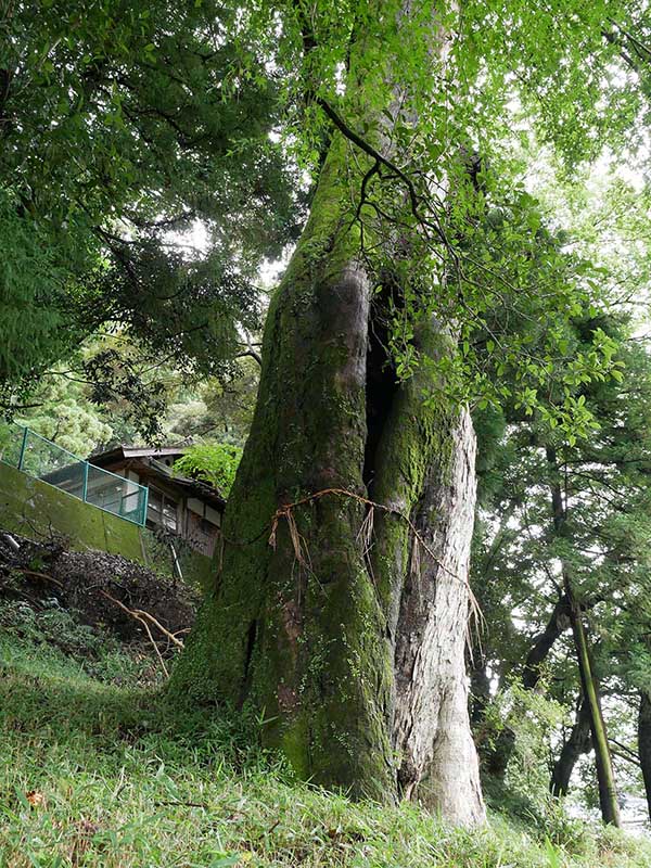 竹原神社のムクノキ