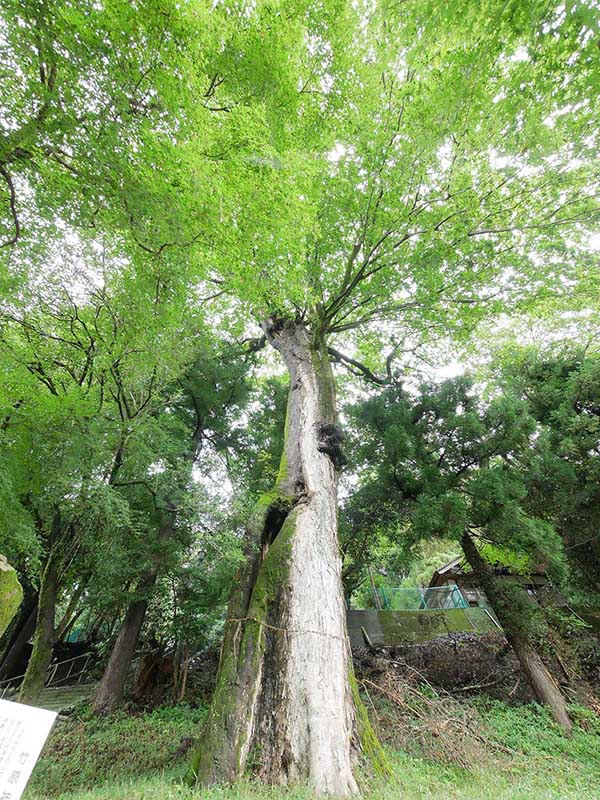 竹原神社のムクノキ