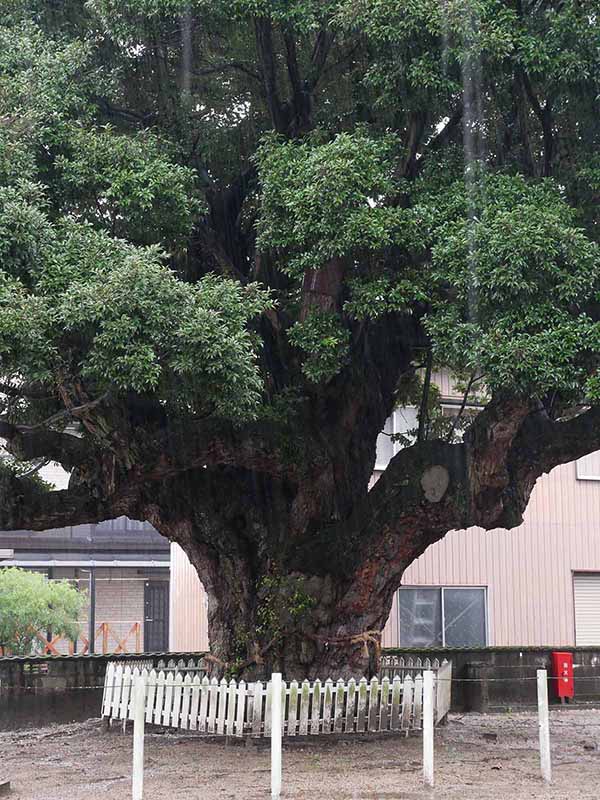 川俣神社のスダジイ