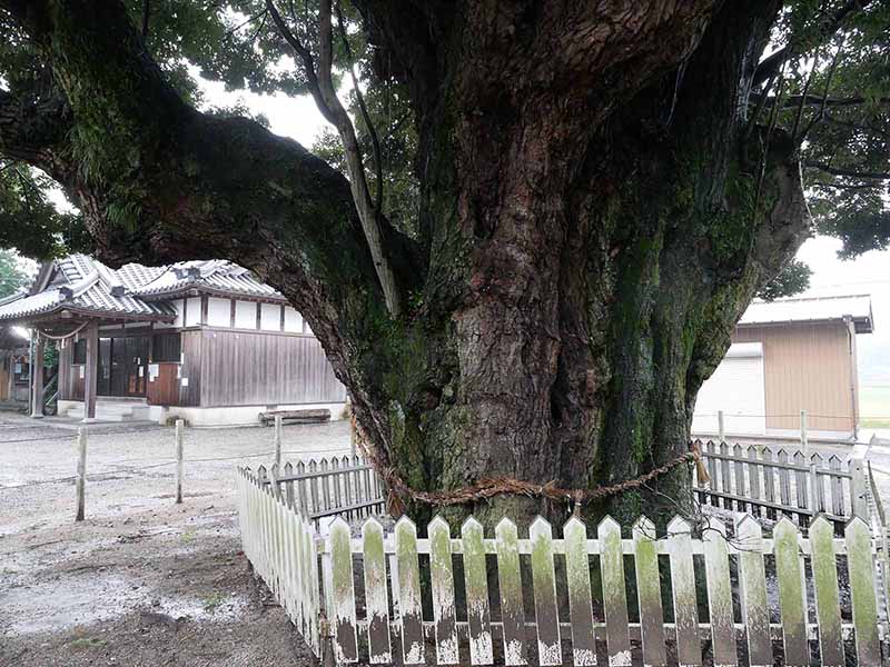 川俣神社のスダジイ