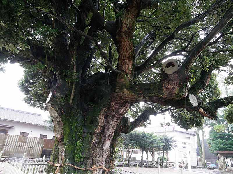 川俣神社のスダジイ