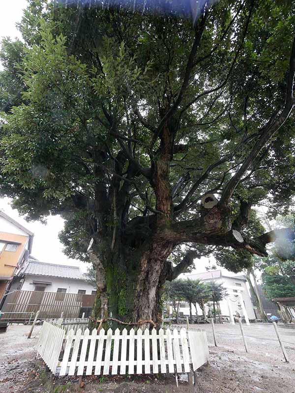 川俣神社のスダジイ