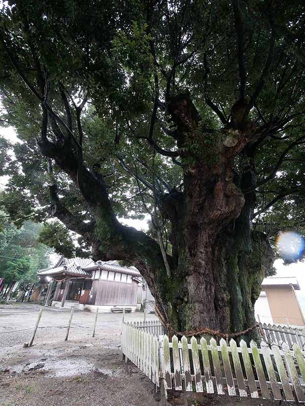 川俣神社のスダジイ