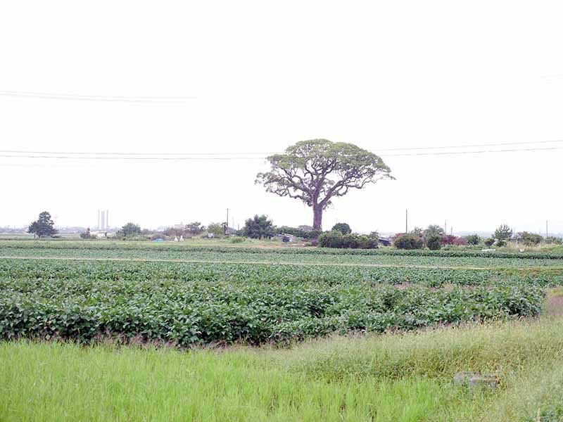 長太の大楠