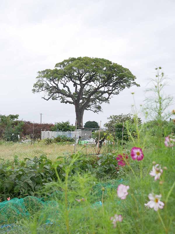 長太の大楠