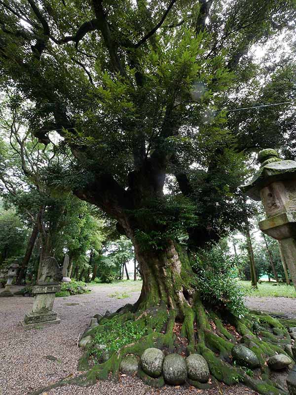 阿自賀神社のスダジイ