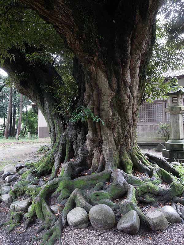 阿自賀神社のスダジイ