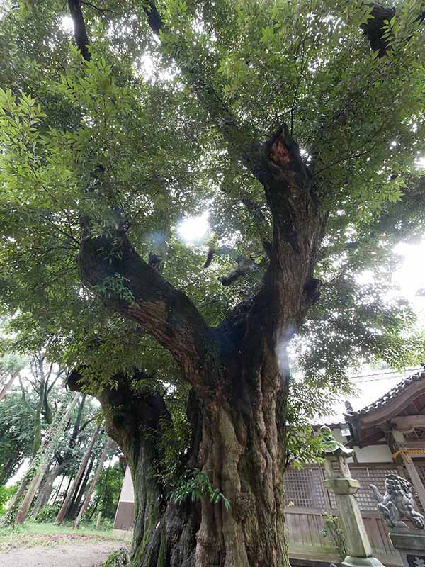 阿自賀神社のスダジイ