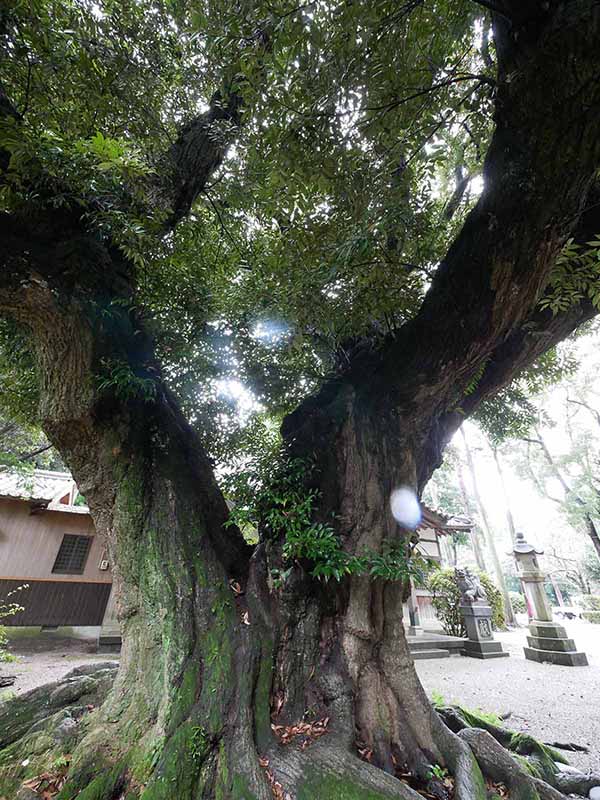 阿自賀神社のスダジイ