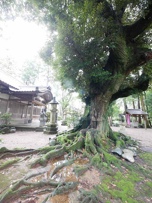 阿自賀神社のスダジイ