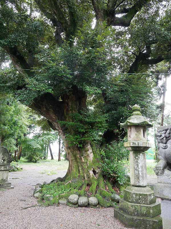 阿自賀神社のスダジイ