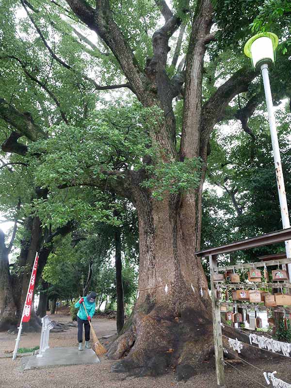 飯野神社のクスたち