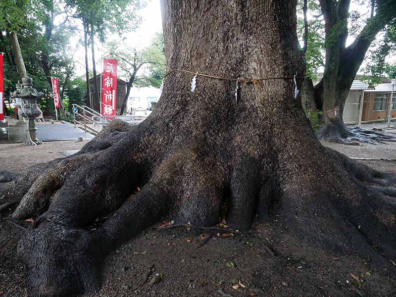 飯野神社のクスたち