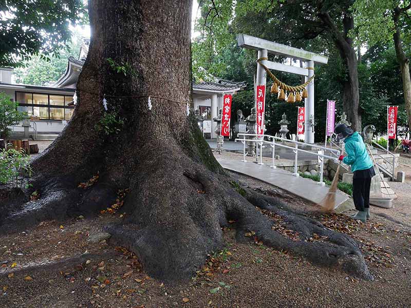 飯野神社のクスたち