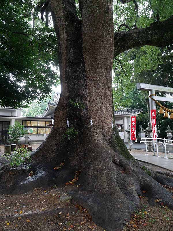 飯野神社のクスたち