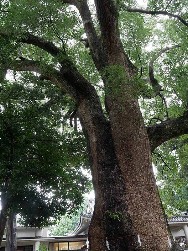 飯野神社のクスたち