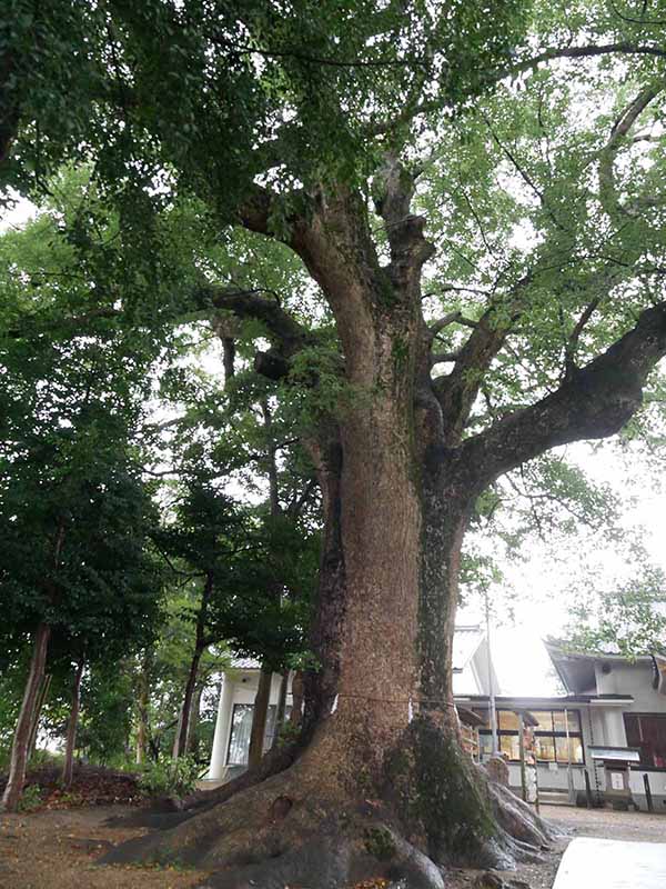 飯野神社のクスたち