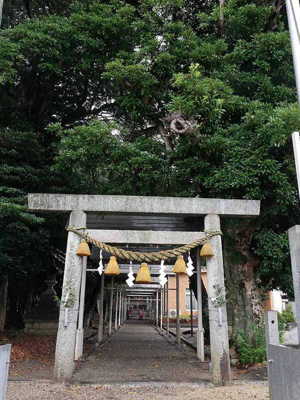 飯野神社のクスたち