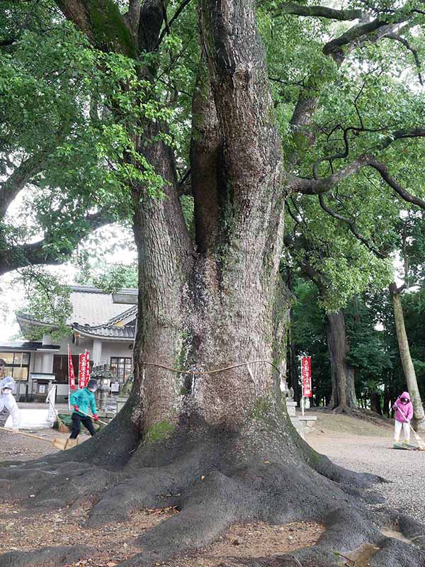 飯野神社のクスたち