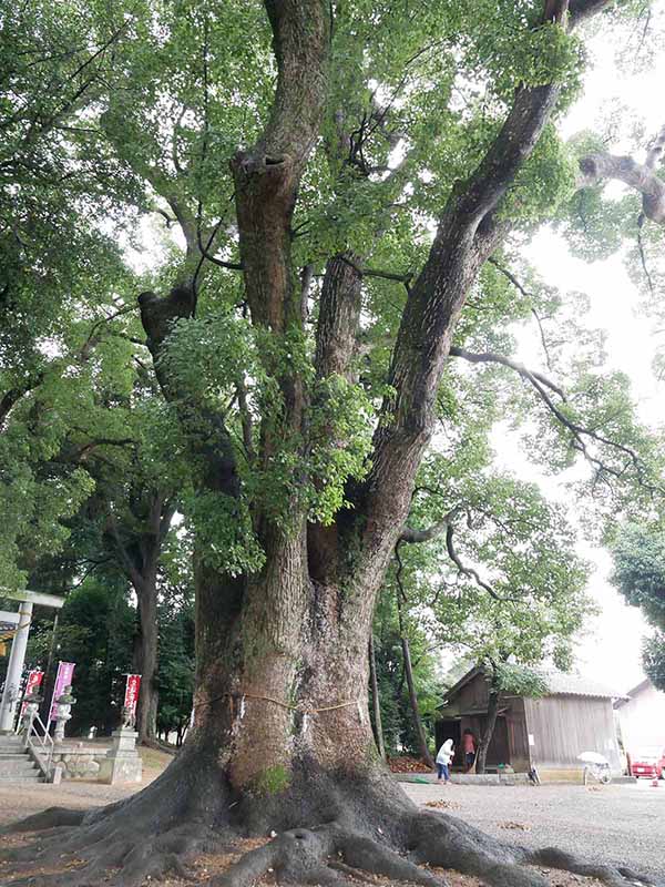 飯野神社のクスたち