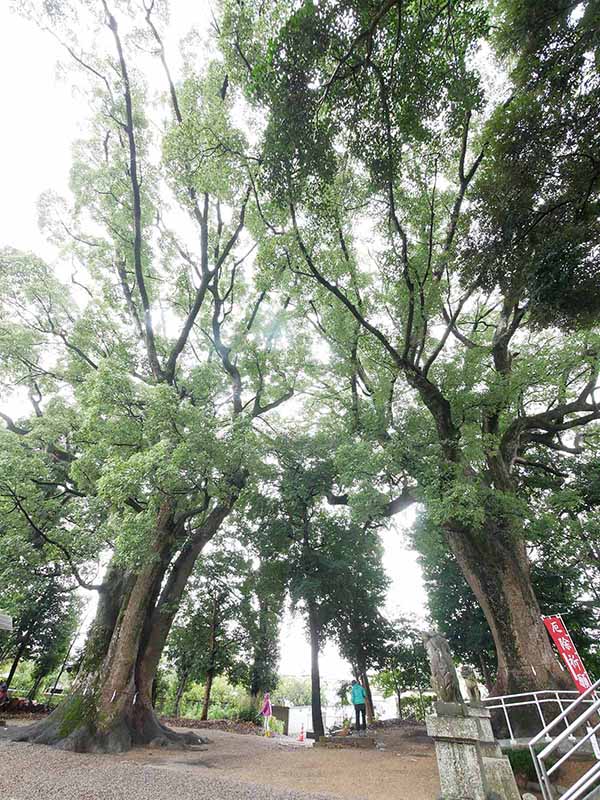 飯野神社のクスたち