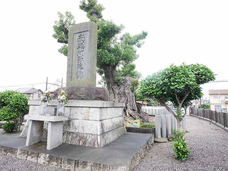 三日市町霊苑のタブノキ