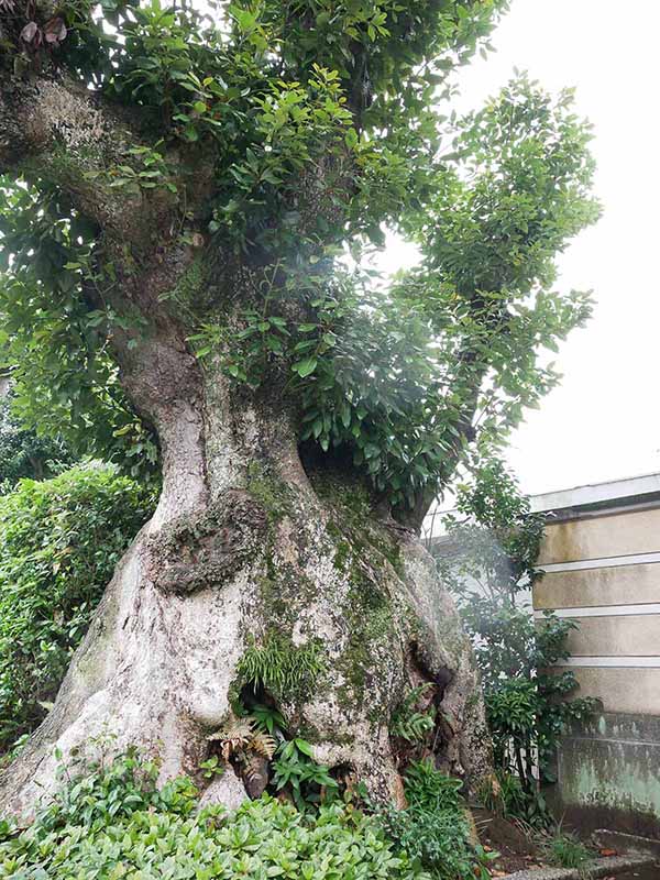 寿福院のタブノキ