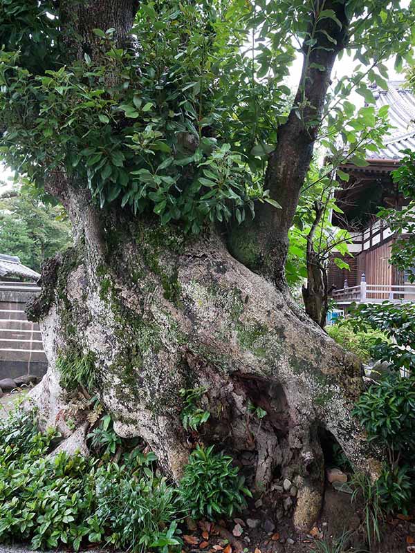 寿福院のタブノキ