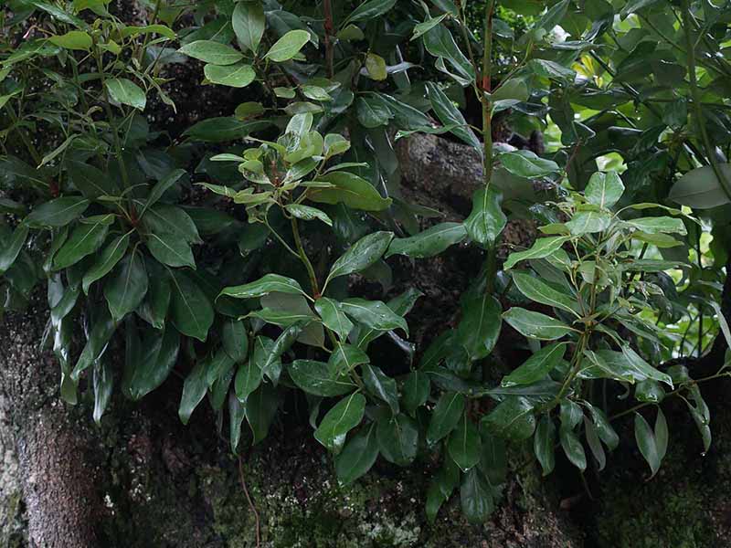 寿福院のタブノキ