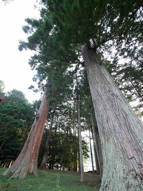 乳峯神社の夫婦杉