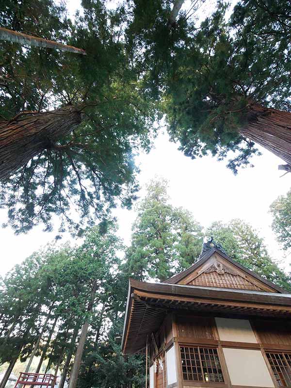 乳峯神社の夫婦杉