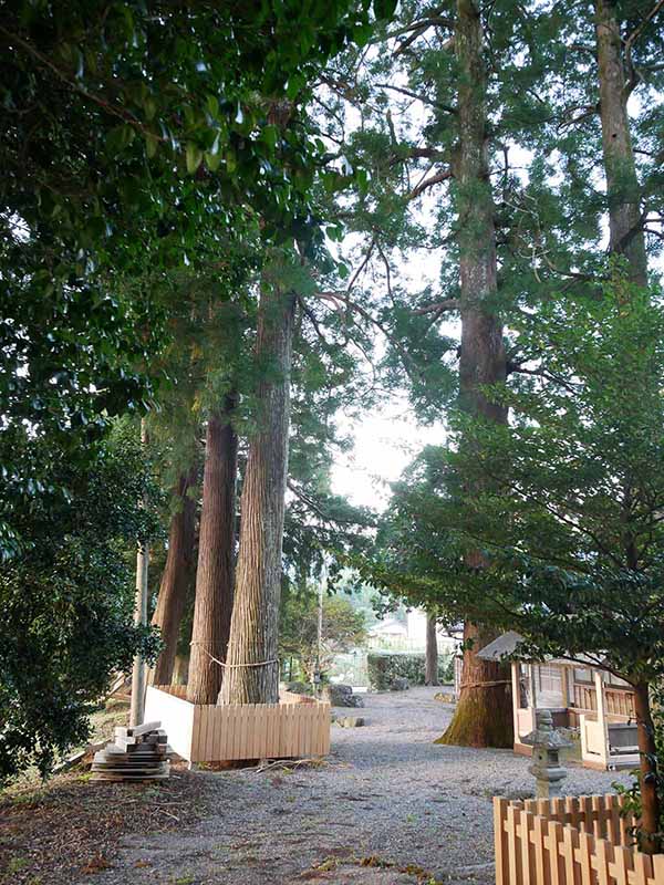 乳峯神社の夫婦杉