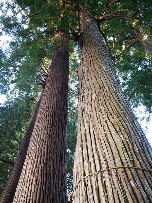 乳峯神社の夫婦杉