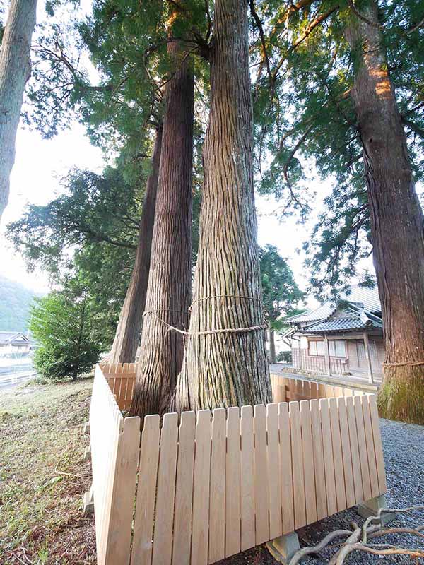 乳峯神社の夫婦杉