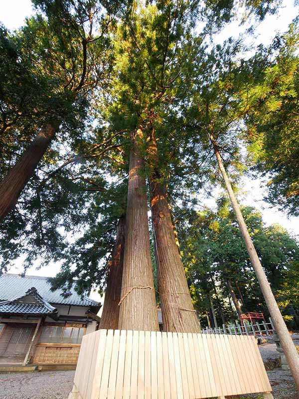 乳峯神社の夫婦杉