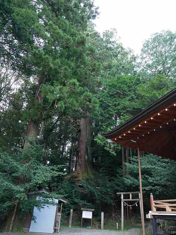 黒瀧神社の夫婦スギ