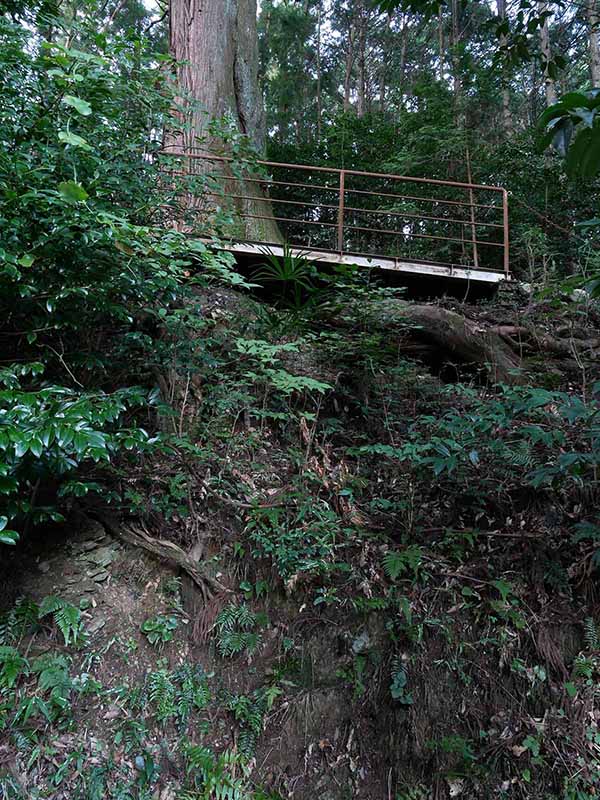 黒瀧神社の夫婦スギ