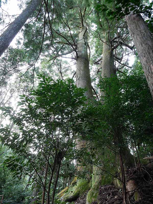 黒瀧神社の夫婦スギ