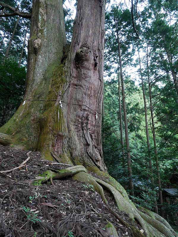 黒瀧神社の夫婦スギ