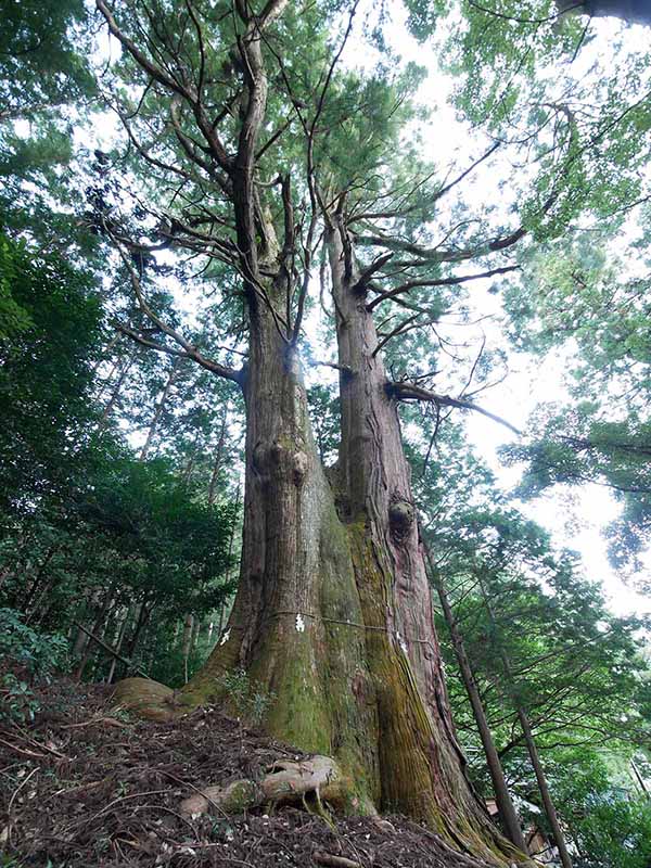 黒瀧神社の夫婦スギ