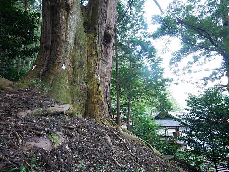 黒瀧神社の夫婦スギ