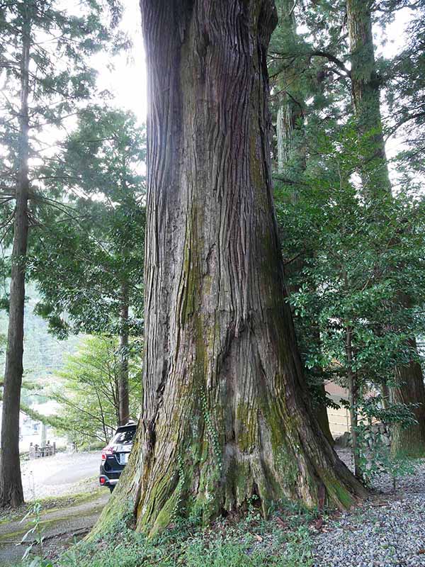 黒瀧神社のスギ